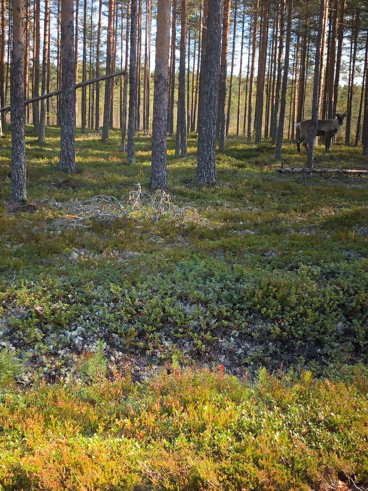 Hunting, fishing and nature trips to Finland