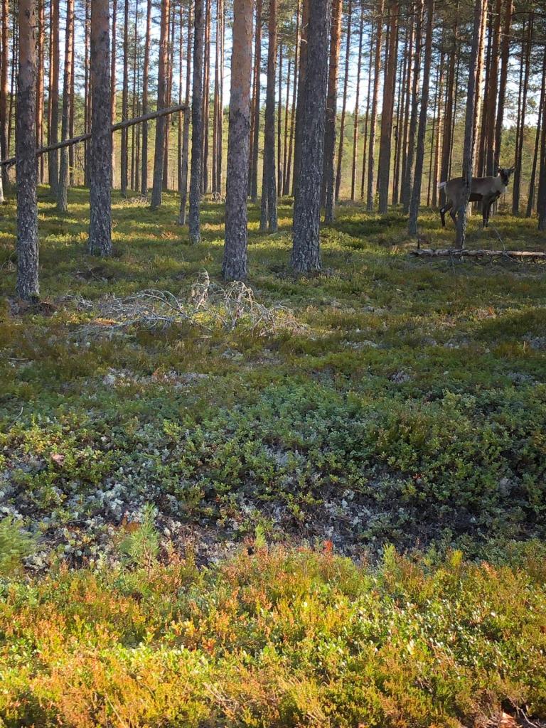 Hunting, fishing and nature trips to Finland