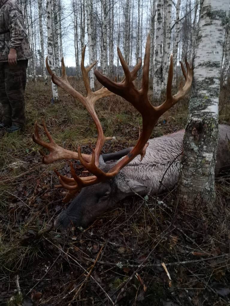 Deer hunting trips to Finland