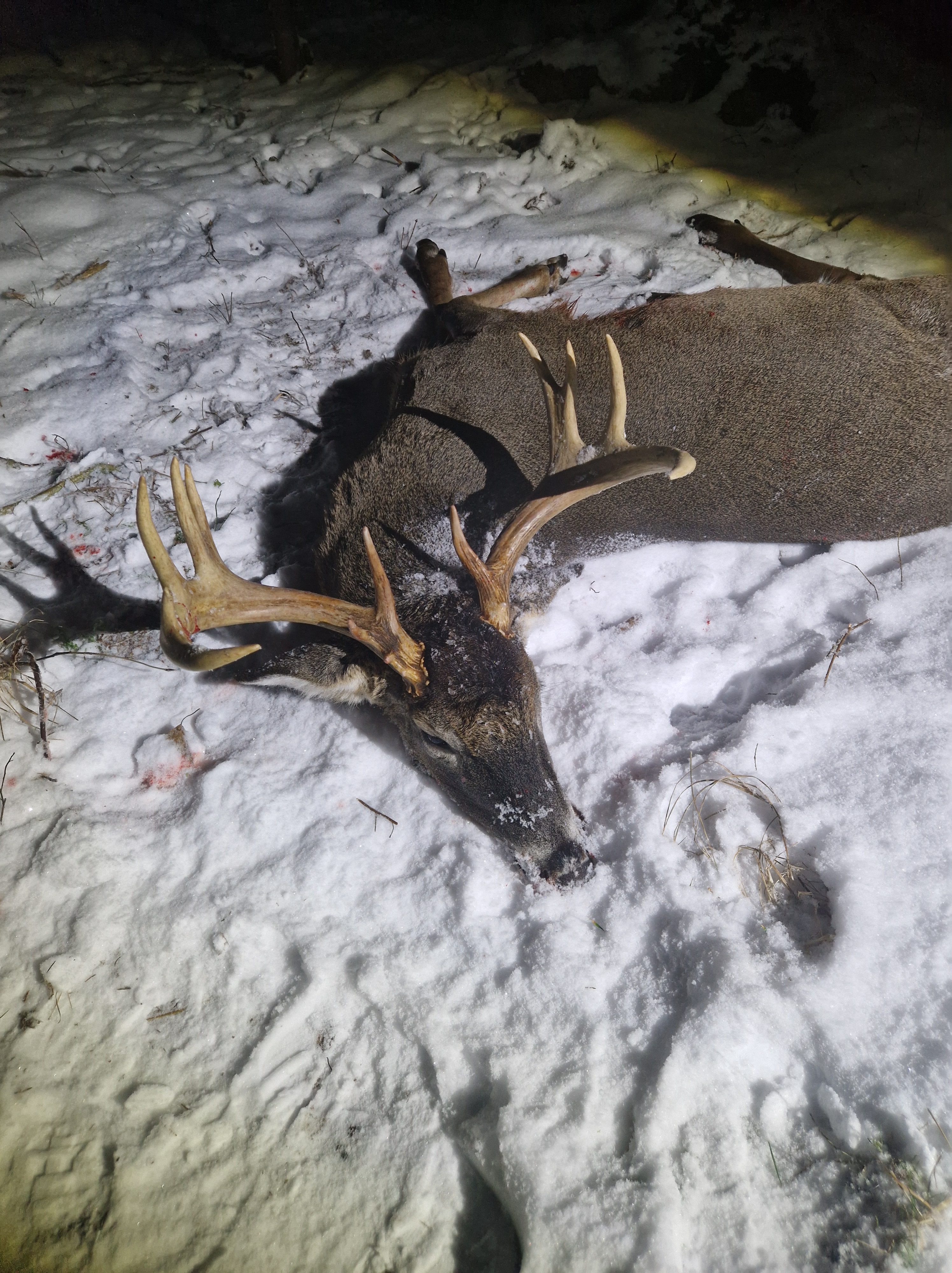 Guided hunting trips Finland Hunting experiences Finland Hunting tours Scandinavia Professional hunting guides Finland Hunting holidays Finland Nordic hunting adventures Hunting tourism Finland